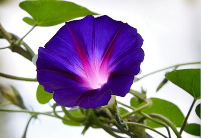 These radiation-proof flower seeds could help spark life ...